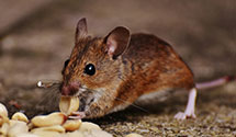 24 Hour & Emergency Exterminators in Crothersville, IN